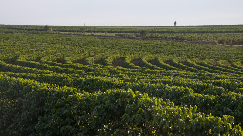 Semana Internacional do Café promove capacitação e negócios em Minas Gerais