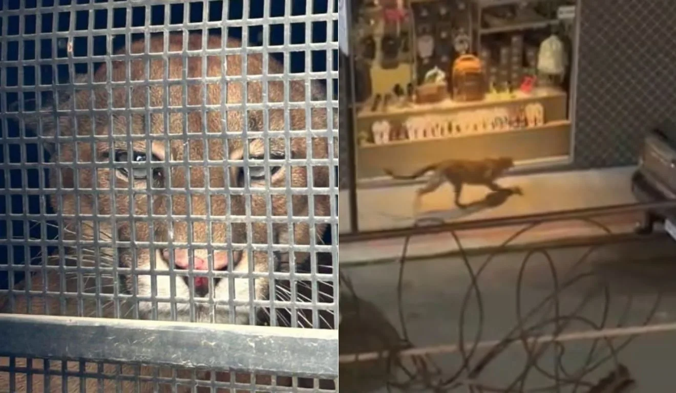 Felino à Solta: Onça-Parda Aventura-se em Área Urbana e Desafia Bombeiros em Minas Gerais