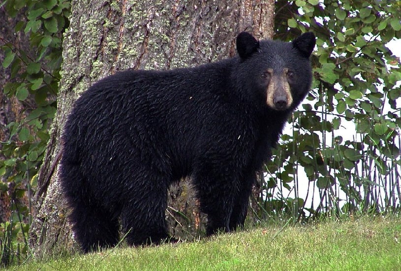 Horror na Flórida: Idoso e Cão Morrem em Ataque Brutal de Urso