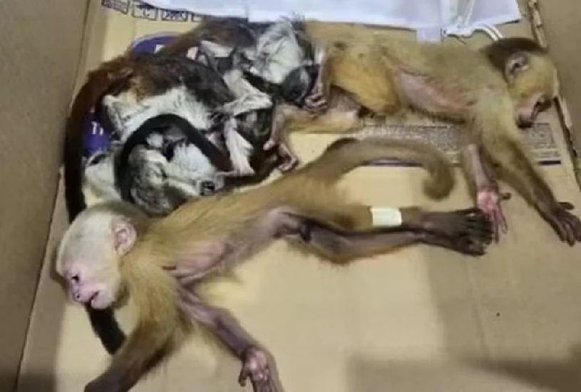 Crueldade em Medellín: Casal é preso tentando contrabandear filhotes de macaco em suas roupas