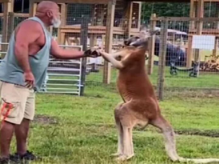 Tragédia em Zoológico: Homem Morre Após Ataque de Canguru nos EUA