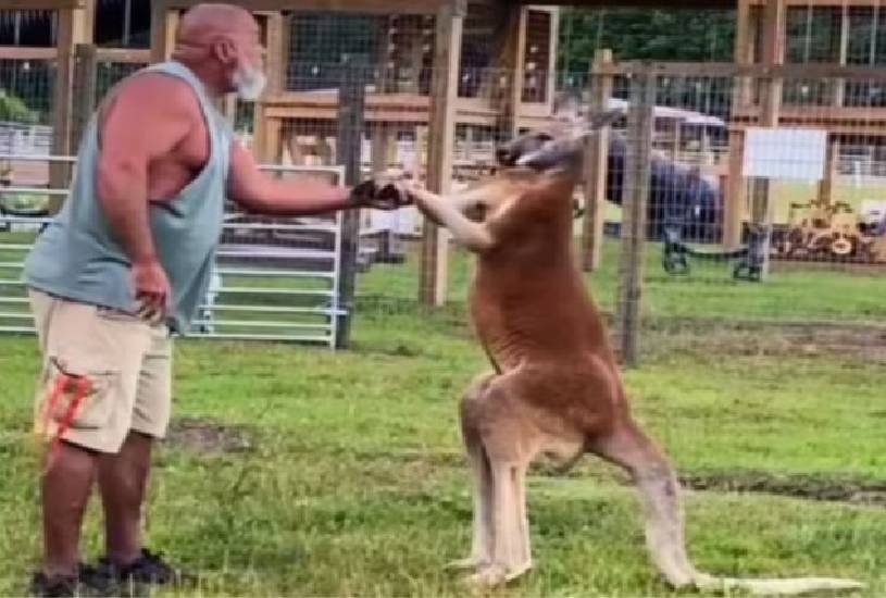 Tragédia em Zoológico: Homem Morre Após Ataque de Canguru nos EUA