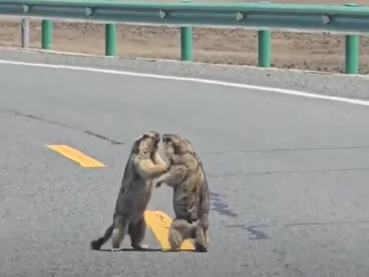 Inusitado! Briga de Marmotas Paralisa Rodovia e Causa Congestionamento na China