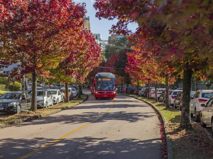 Rua do Outono em Curitiba: Beleza Cênica Exige Atenção à Segurança