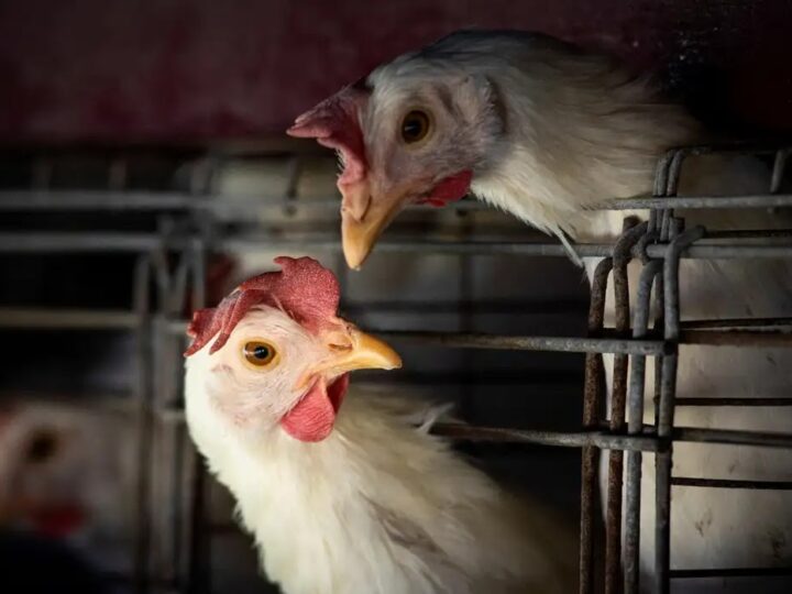 Goiás confirma 1º caso de gripe aviária em galinhas criadas em quintal