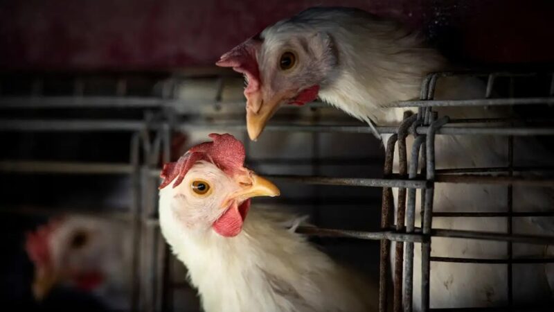 Goiás confirma 1º caso de gripe aviária em galinhas criadas em quintal