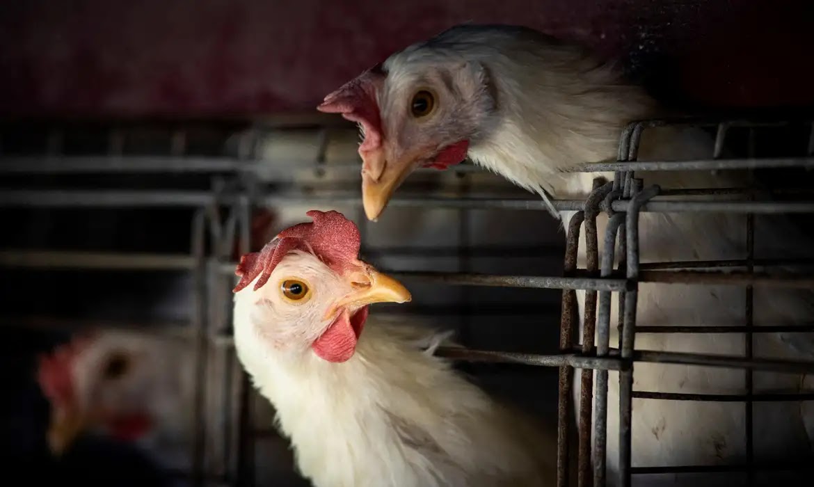 Goiás confirma 1º caso de gripe aviária em galinhas criadas em quintal