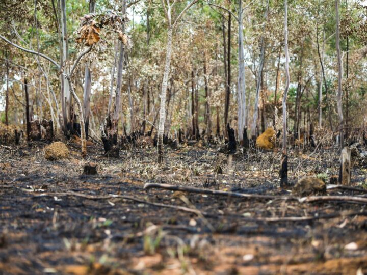 Queimadas na Amazônia atingem níveis recordes em 2024, desafiando agenda ambiental do governo