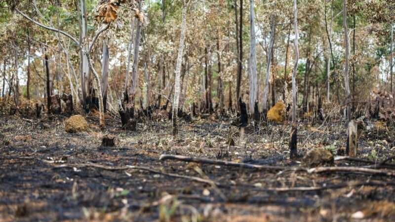 Queimadas na Amazônia atingem níveis recordes em 2024, desafiando agenda ambiental do governo