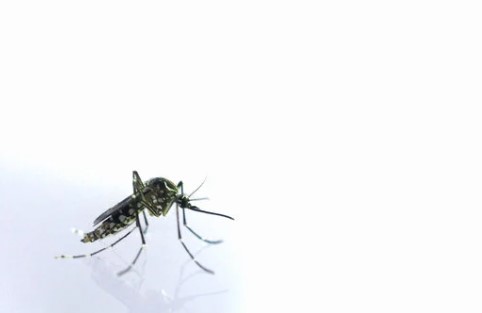 Secretaria da Saúde confirma mais 2.880 casos e dois óbitos por dengue no Paraná
