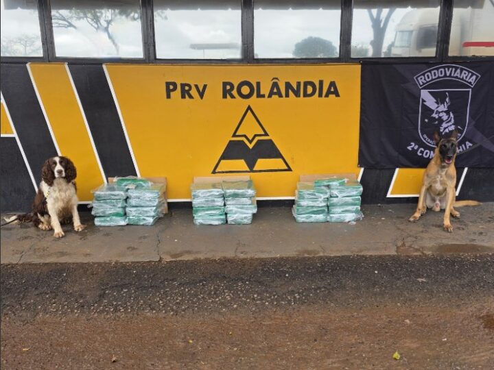 Cães farejadores auxiliam policiais e encontrar mais de 90 kg de maconha em ônibus