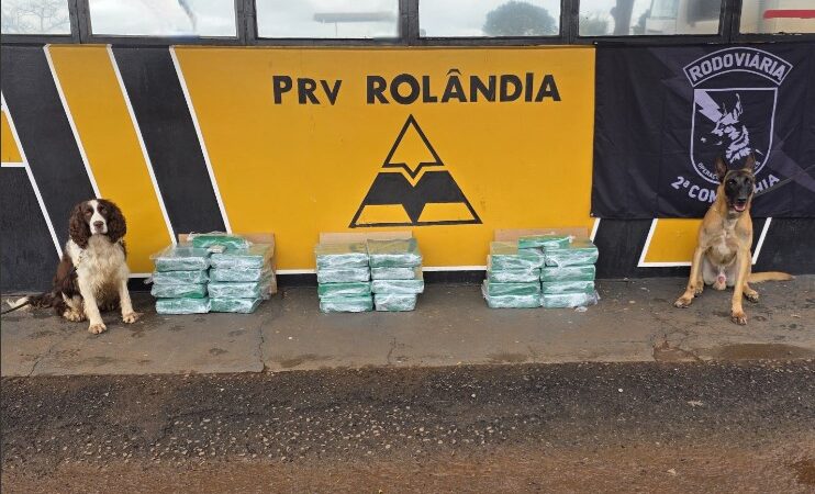 Cães farejadores auxiliam policiais e encontrar mais de 90 kg de maconha em ônibus