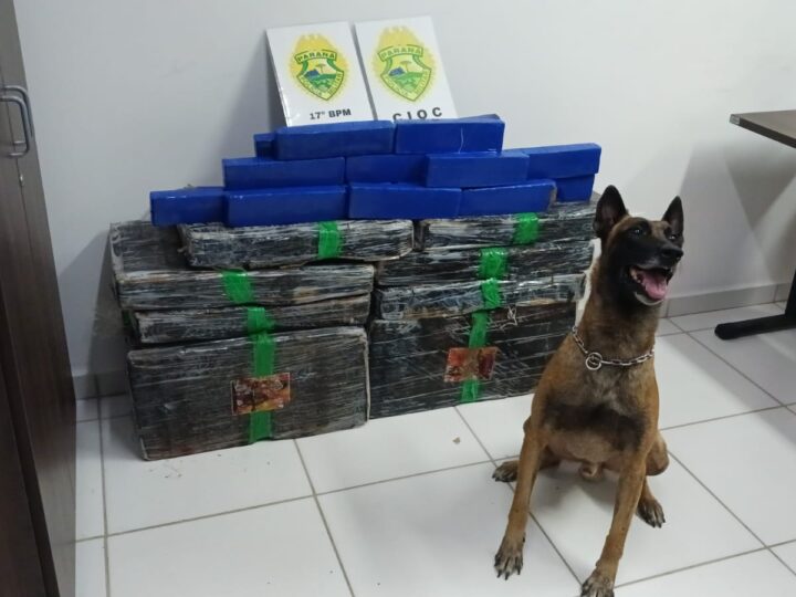 Cães farejadores ajudam a localizar drogas escondidas em residência em Araucária