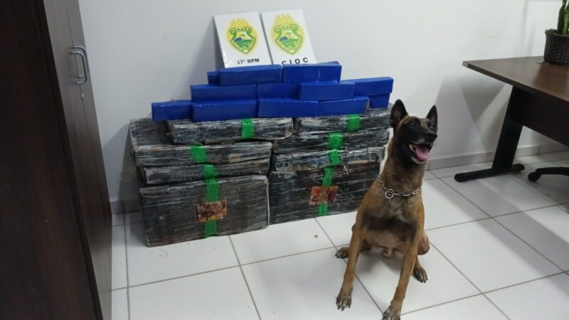 Cães farejadores ajudam a localizar drogas escondidas em residência em Araucária