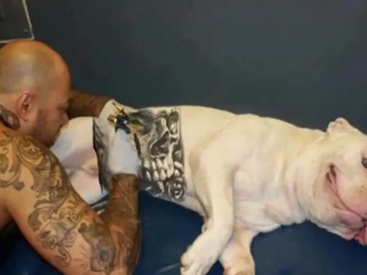 Lei que proíbe tatuagens e piercings em cães e gatos é sancionada no Brasil