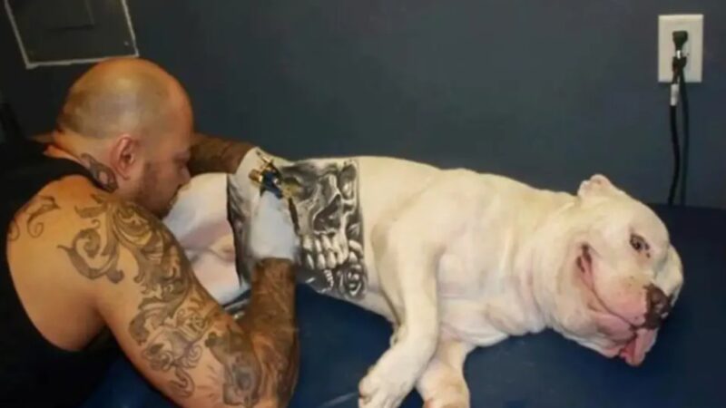 Lei que proíbe tatuagens e piercings em cães e gatos é sancionada no Brasil