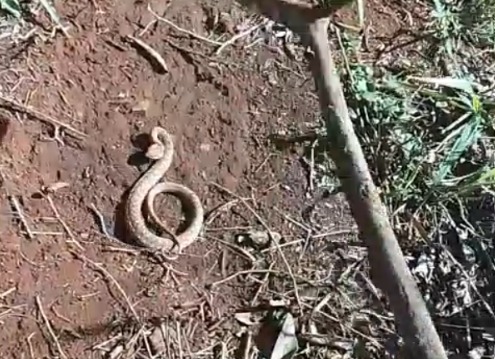 Internauta encontra duas jararacas durante roçagem em área rural de Cascavel