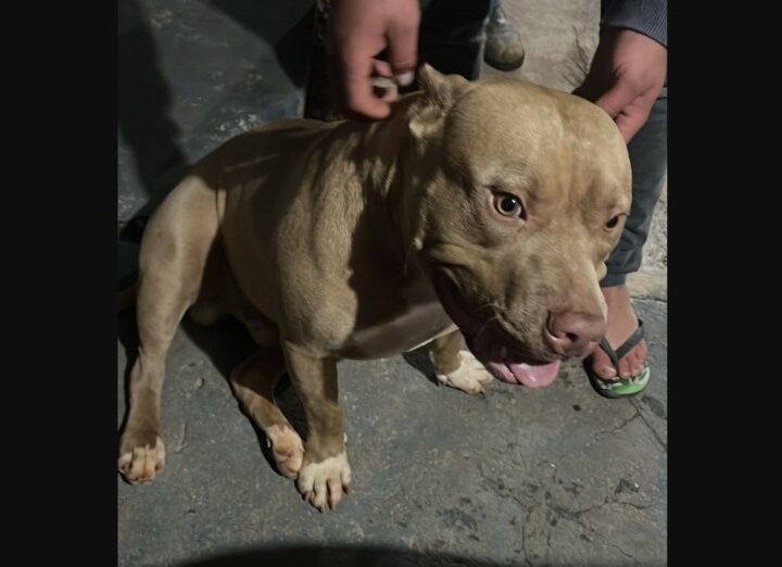 Cachorro da raça Pitbull é encontrado no bairro Santa Cruz e aguarda reencontro com tutor