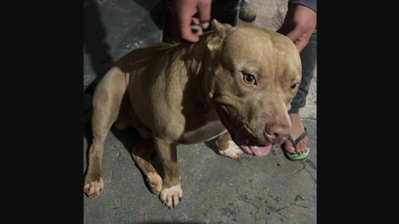 Cachorro da raça Pitbull é encontrado no bairro Santa Cruz e aguarda reencontro com tutor