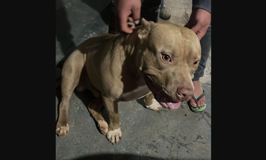 Cachorro da raça Pitbull é encontrado no bairro Santa Cruz e aguarda reencontro com tutor
