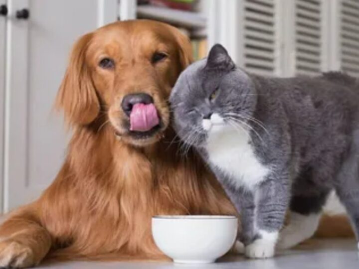 Cães e gatos realmente se odeiam? A ciência responde