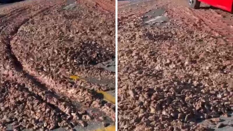 Carga de Peixes Derramada Causa Caos e Mau Cheiro em São José dos Pinhais
