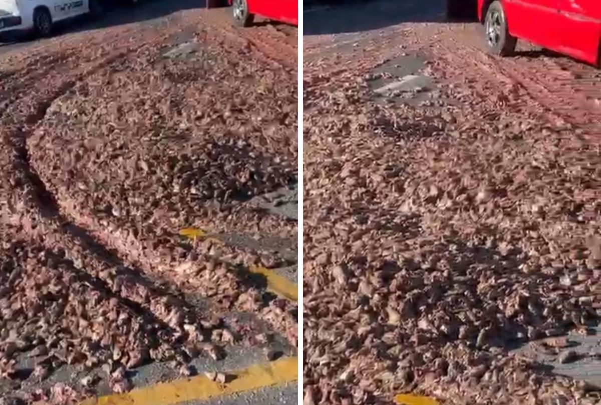 Carga de Peixes Derramada Causa Caos e Mau Cheiro em São José dos Pinhais