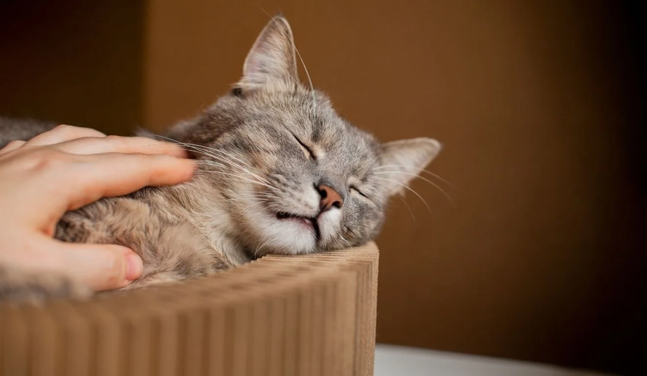 O Segredo por Trás do Ronronar Felino: Desvendando os Mistérios da Vibração dos Gatos