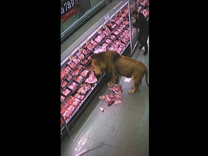 Ataque Selvagem: Leão Faminto Invade Mercado e Causa Pânico na África do Sul