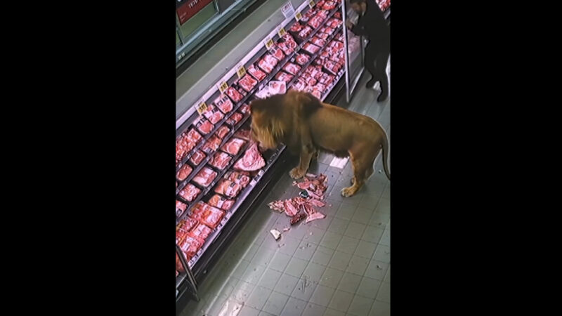 Ataque Selvagem: Leão Faminto Invade Mercado e Causa Pânico na África do Sul