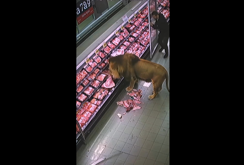 Ataque Selvagem: Leão Faminto Invade Mercado e Causa Pânico na África do Sul