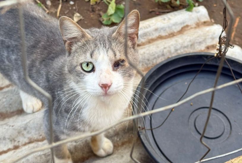 Horror em Teixeira Soares: Idoso e Proprietário Indiciados por Maus-Tratos a 12 Gatos