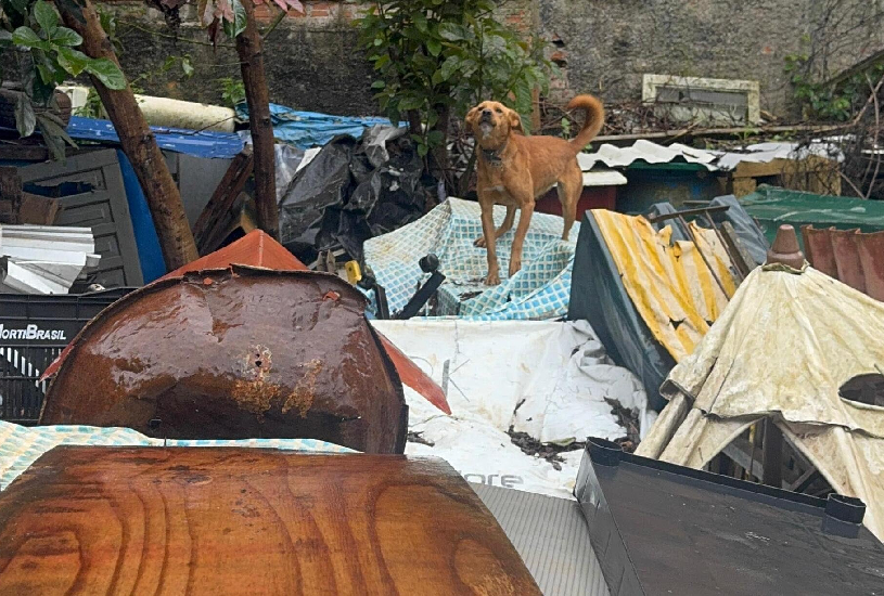 Curitiba: Acumuladora Presa por Abuso Animal; 18 Cães Resgatados em Condições Precárias