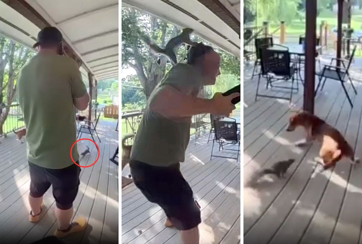 Ataque Inusitado: Esquilo Furioso Aterroriza Homem e Cão em Varanda nos EUA; Veja o Vídeo