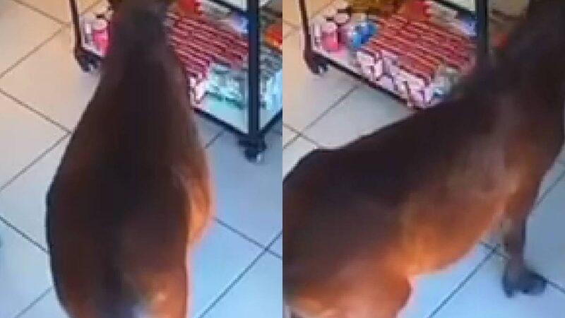 Ataque de Fome Inusitado: Cavalo Invade Padaria Atrás de Morango do Amor no Paraná