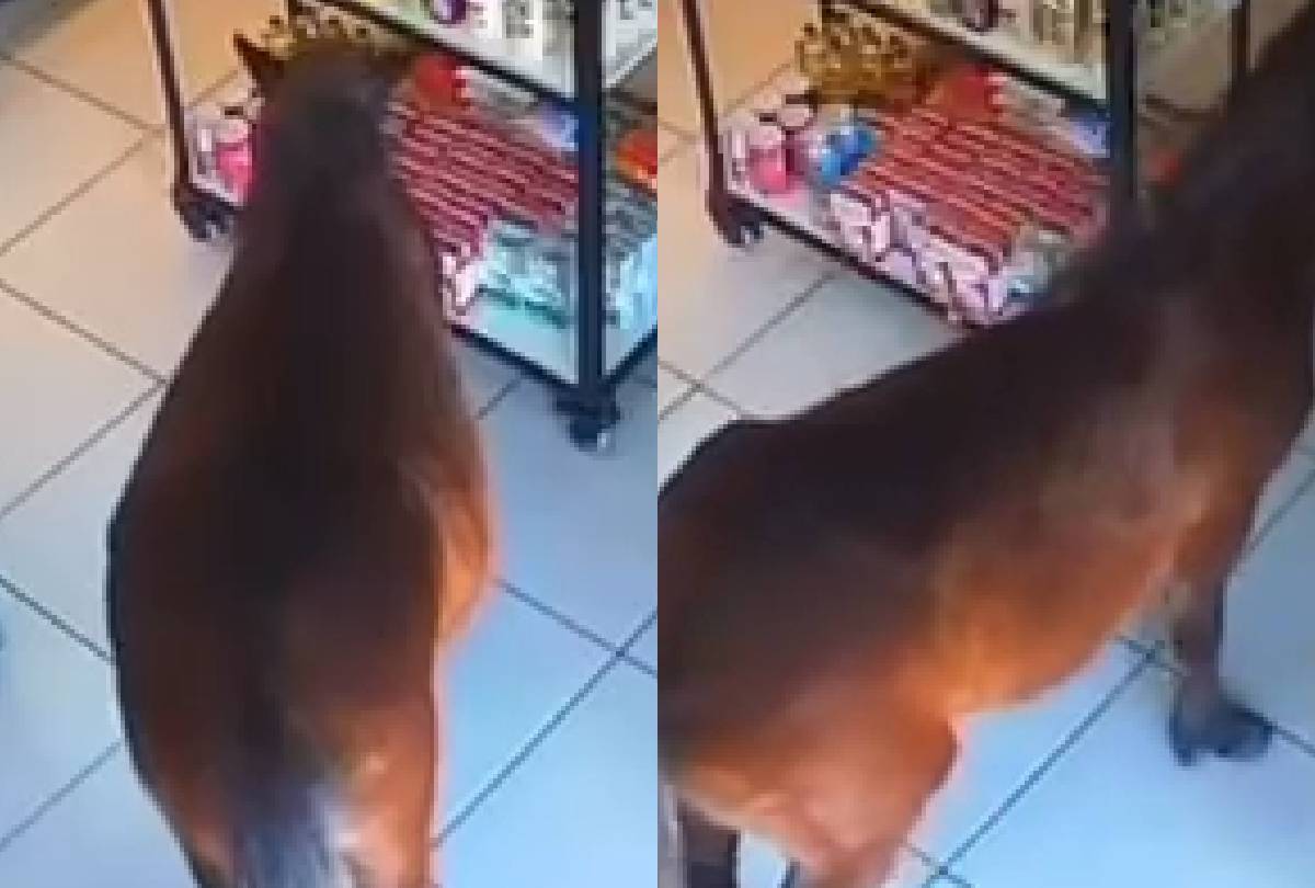 Ataque de Fome Inusitado: Cavalo Invade Padaria Atrás de Morango do Amor no Paraná