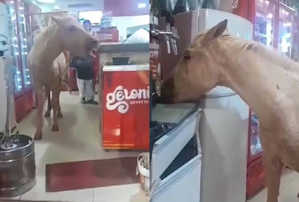 Inusitado: Cavalo ‘faz um pedido’ e invade pizzaria no Paraná; veja o vídeo