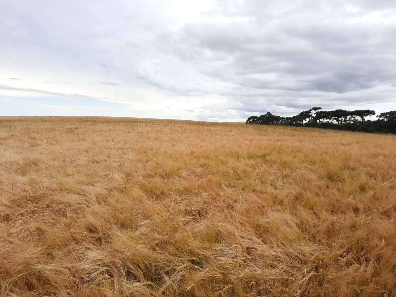 Desafio da Cevada: Agrária Lidera Avanço da Cultura nos Campos Gerais do Paraná