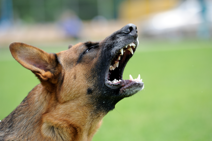 Ataque Canino Aterroriza Paciente em Guarapuava e Desencadeia Investigação