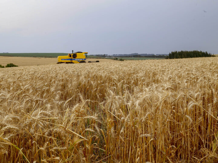 Trigo paranaense: Colheita promissora de 2,6 milhões de toneladas impulsiona safra de inverno