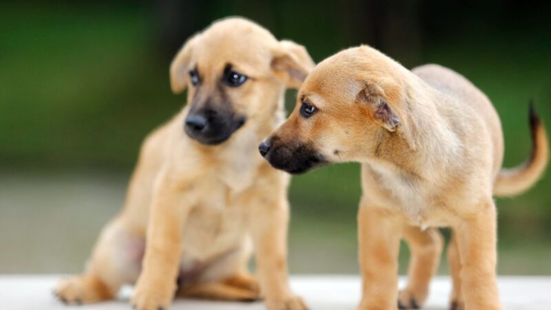 Araucária Promove Feira de Adoção para Cães e Gatos Resgatados