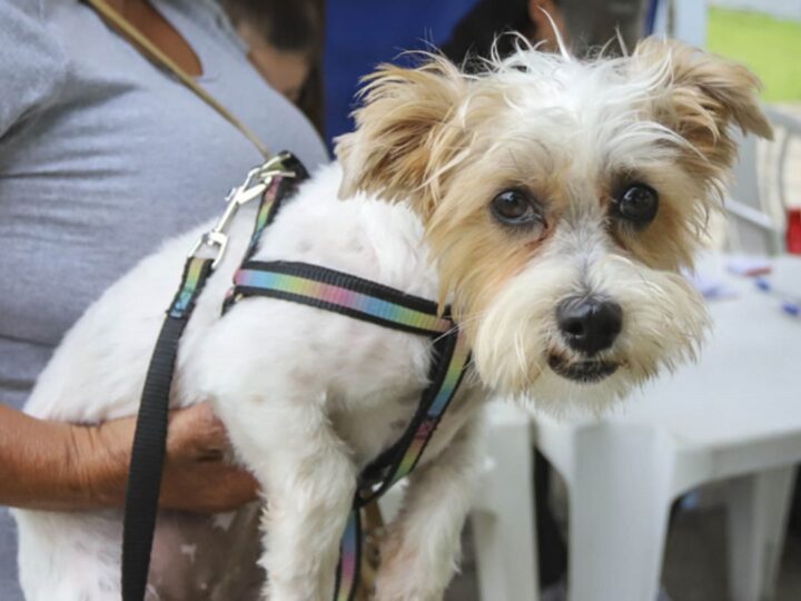 Curitiba Lança Mega Campanha de Castração Gratuita para Cães e Gatos em Agosto