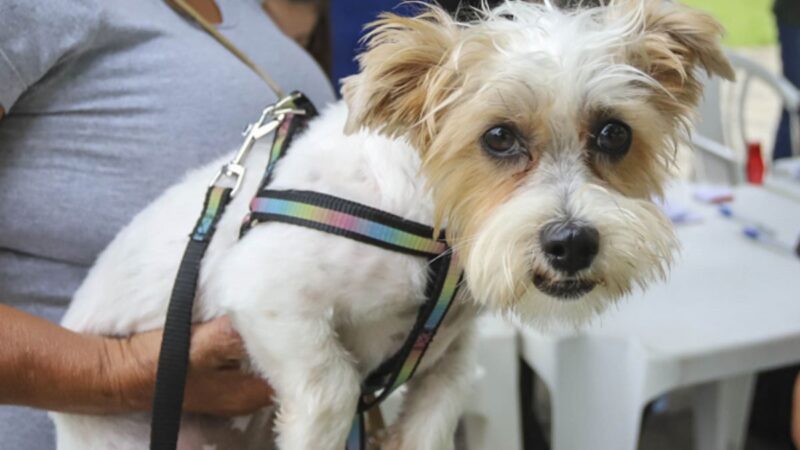 Curitiba Lança Mega Campanha de Castração Gratuita para Cães e Gatos em Agosto