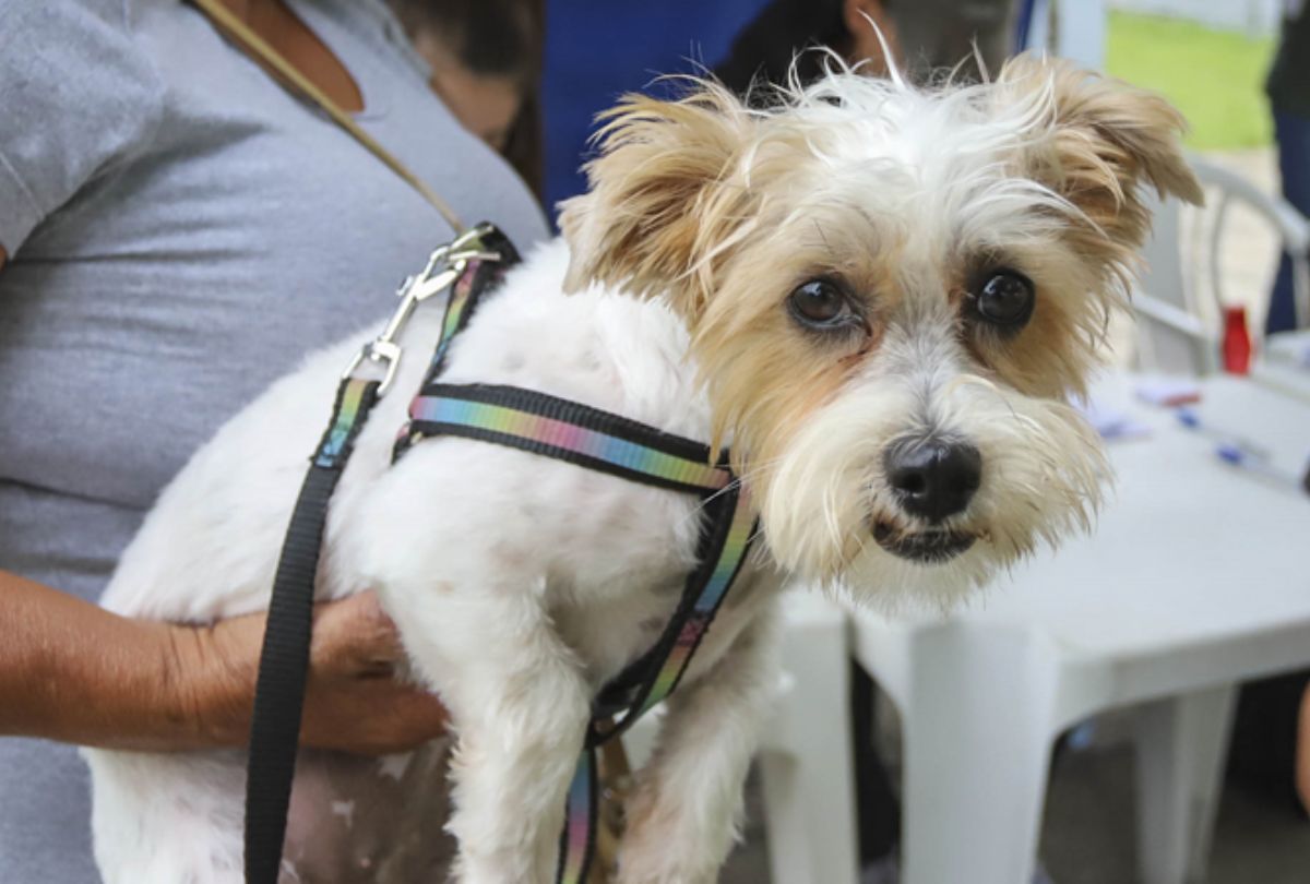 Curitiba Lança Mega Campanha de Castração Gratuita para Cães e Gatos em Agosto
