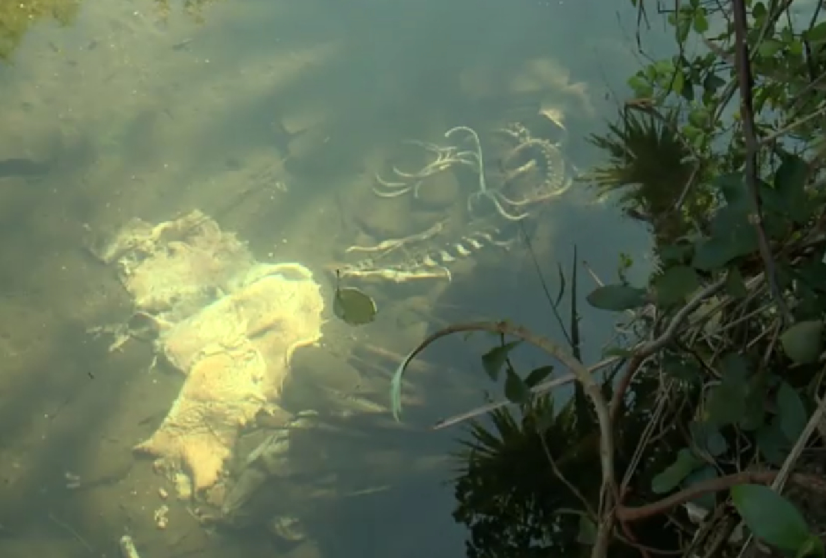 Mistério no Igapó: Ossada Encontrada em Lago Assusta Moradores de Londrina