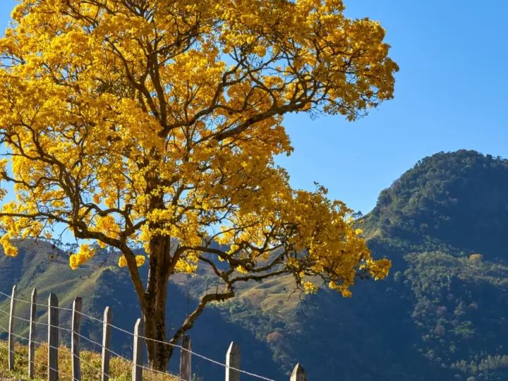 Guarapuava terá terça-feira ensolarada com temperaturas amenas; veja a previsão completa