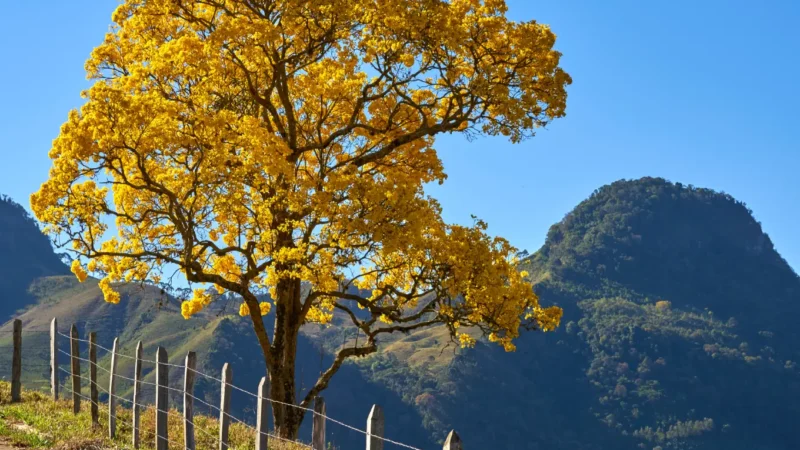 Guarapuava terá terça-feira ensolarada com temperaturas amenas; veja a previsão completa