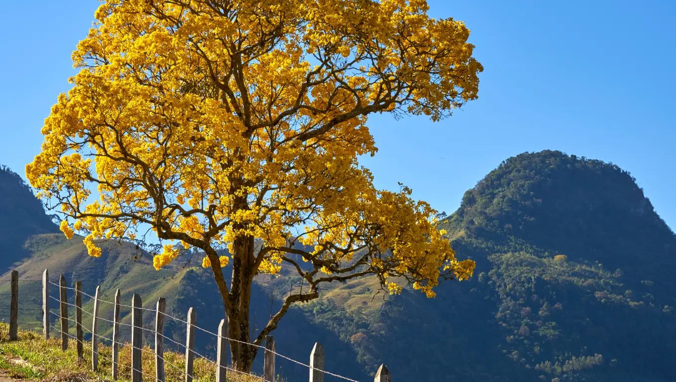 Guarapuava terá terça-feira ensolarada com temperaturas amenas; veja a previsão completa
