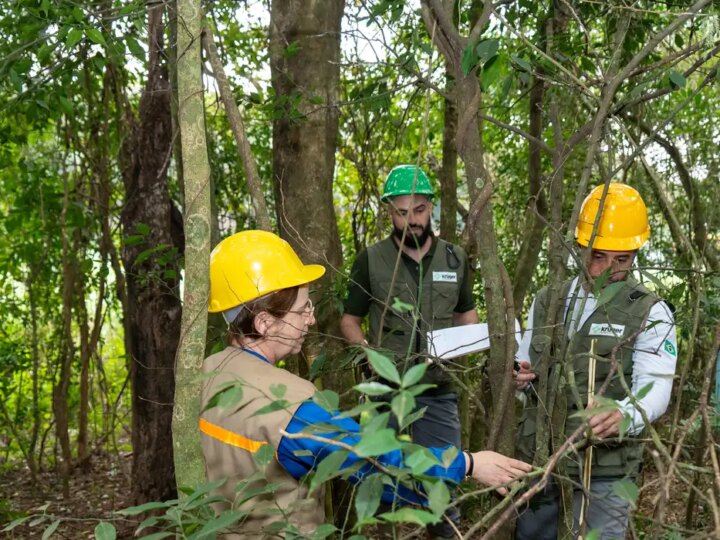Itaipu Investe em Reflorestamento e Triplica Diversidade Florestal em Áreas de Influência