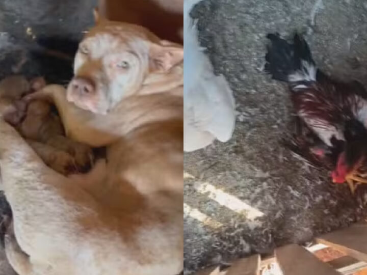 Horror em Toledo: Polícia Resgata 70 Animais Vítimas de Maus-Tratos em Chácara